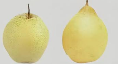 梨类存储条件指南（雪梨、鸭梨）——不同品种温湿度差异及实操方案